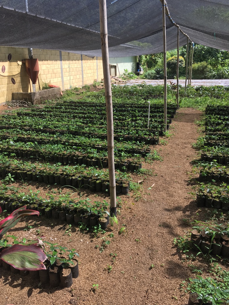A nursery of small plants at an agribusiness cooperative in San Lucas Toliman, Guatemala
